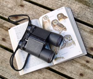 6 great spots for birdwatching near knoxville and alcoa, tn