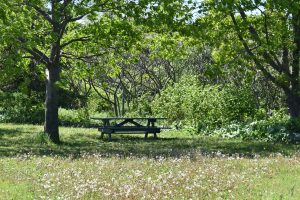 6 favorite picnic spots in alcoa, tn