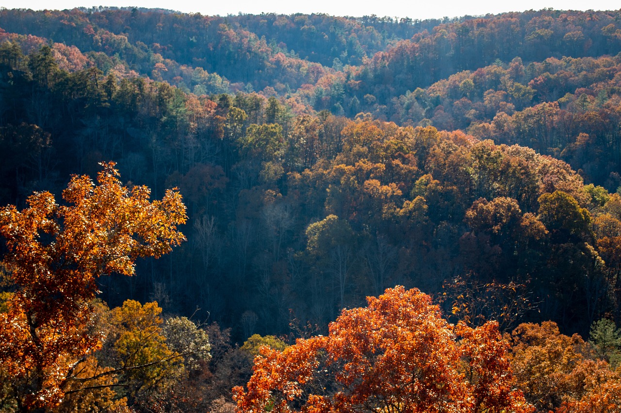 An overhead shot of bountiful Tennessee forests